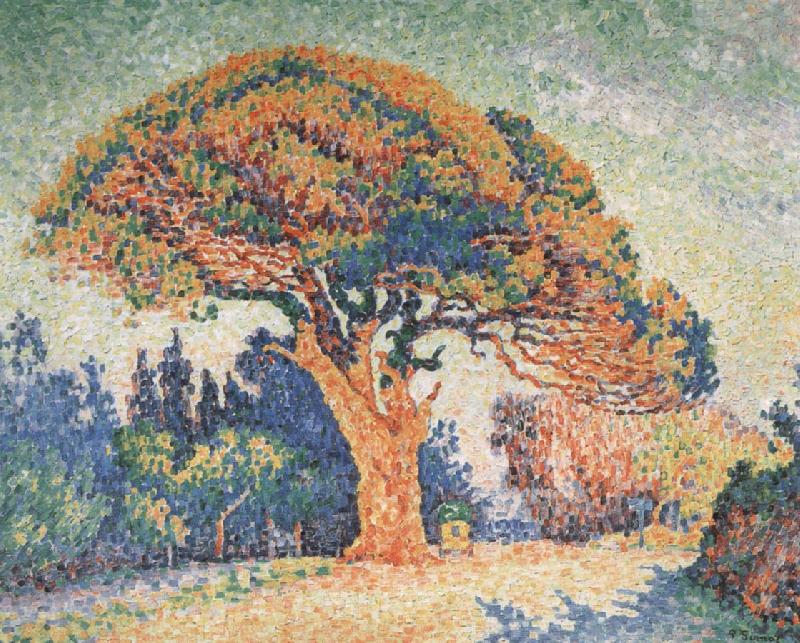 Paul Signac Pine Tree at Saint-Tropez Germany oil painting art